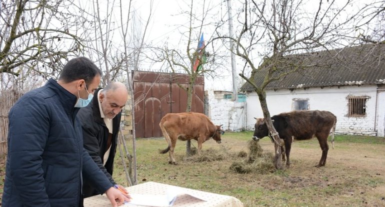 Müharibə iştirakçıları üçün təsərrüfatlar yaradılıb - FOTO