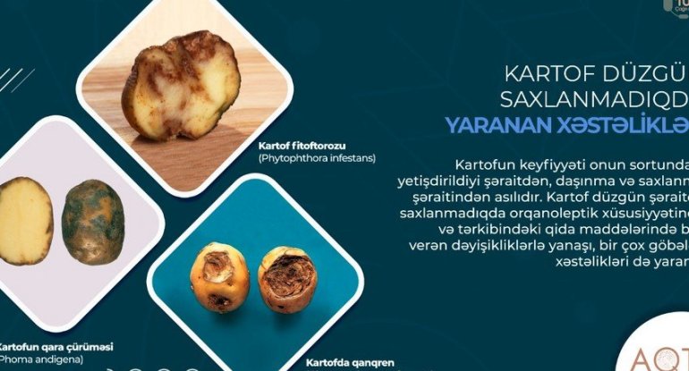 Kartofu düzgün saxlamadıqda hansı xəstəliklərə səbəb olur?