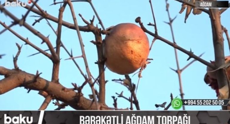 Bərəkətli Ağdam torpağı - VİDEO