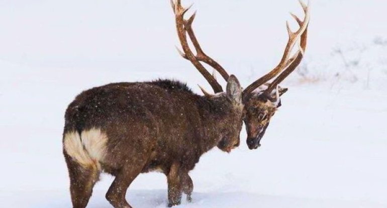 Rəqibinin başını qopardan maralın görüntüsü şok yaratdıxa0- FOTO