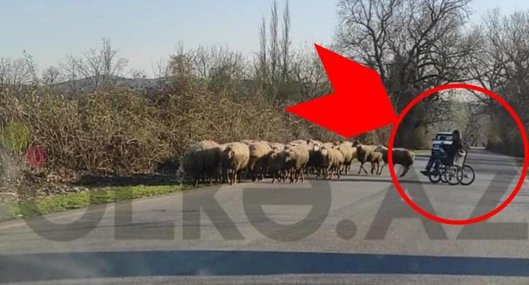 Əlil arabasında qoyun otarır - Şəki sakinindən ƏZMKARLIQ NÜMUNƏSİ - FOTOLAR