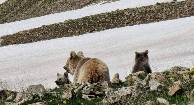 Naxçıvanda ayılar fotoqrafa hücum etmək istədi, maraqlı görüntülər ortaya çıxdı - FOTO