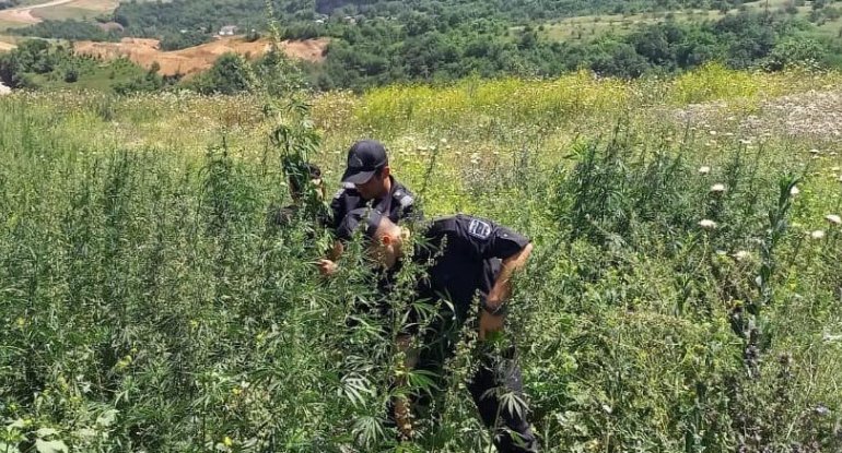 Xocalıda 2 800 ədəd çətənə kolu məhv edilib - FOTO