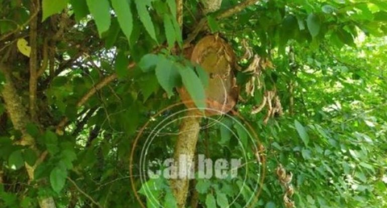 Xocavəndin ağaclarında ölümcül “meyvələr” – FOTO/VİDEO