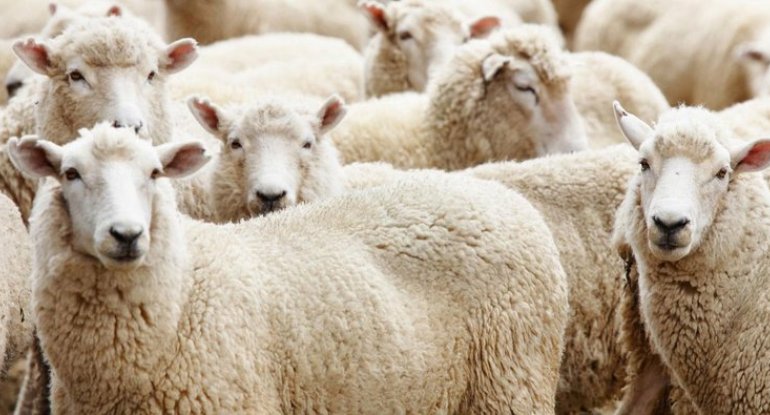 Nazirlikdən Qurban bayramı ilə bağlı əhaliyə MÜRACİƏT