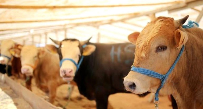 Vətəndaşlar bu il qurbanı öz həyətində kəsə bilər? - AÇIQLAMA