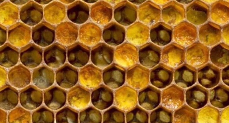 Xolesterolu aşağı salır, immuniteti gücləndirir... - Arı südünün faydaları