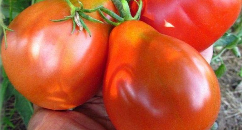 Yüksək təzyiqi salan xüsusi pomidor satışa çıxarıldı