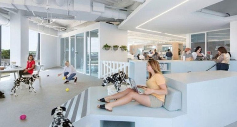 Heyvanlar üçün ofis - FOTO