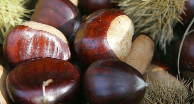 Gündə 5-6 ədəd şabalıd yeməyin faydası - 2 vitaminin deposudur