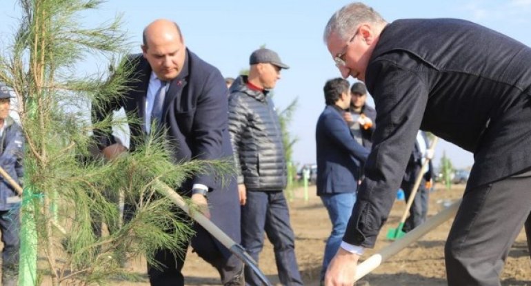 Prezidentin xüsusi nümayəndəsi Ağdamda ağac əkib - FOTO