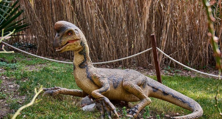 Çində dinozavra aid yumurta tapılıb