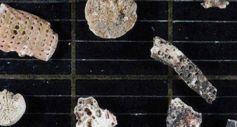 Antarktidada həyat xəzinəsi tapıldı