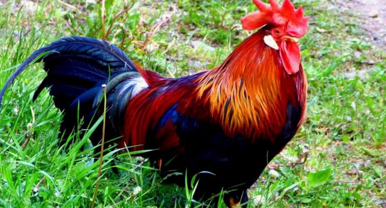 Manikürlü xoruz sosial şəbəkələrdə məşhurlaşdı - FOTO