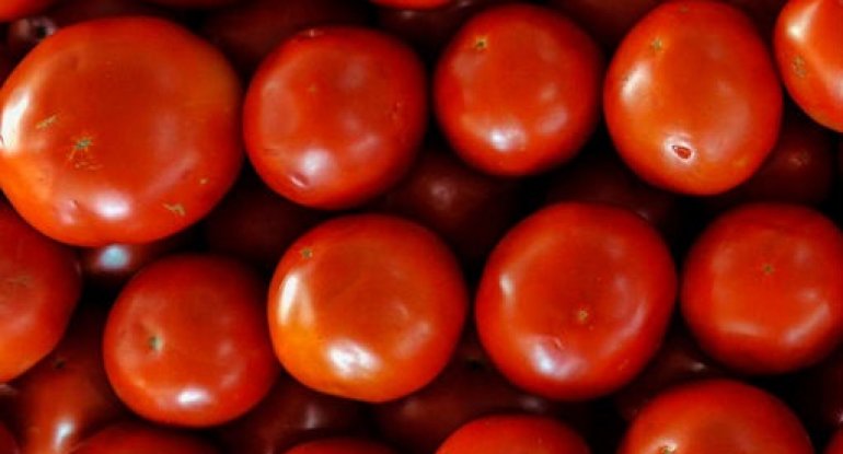 80 min dollarlıq zərər: Pomidor niyə bahalaşdı? - VİDEO