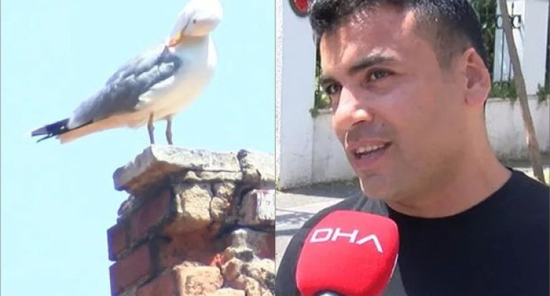 Davada qopan qulağını quş apardı - Kuryoz olay - FOTO/VİDEO 