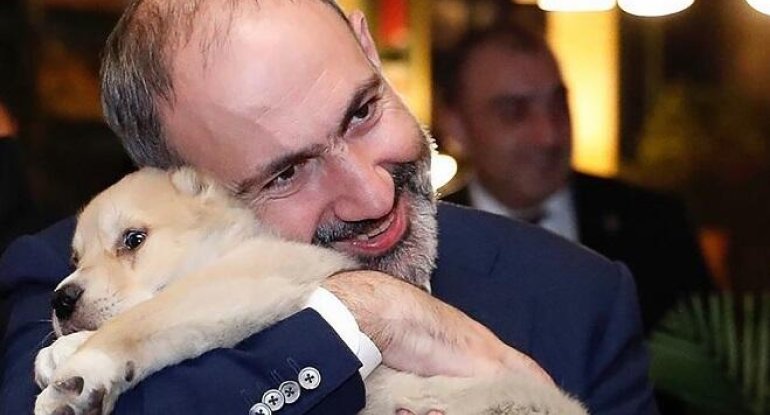 Paşinyan reklamda çəkildi: “Buynuzlu dostlar” – Video