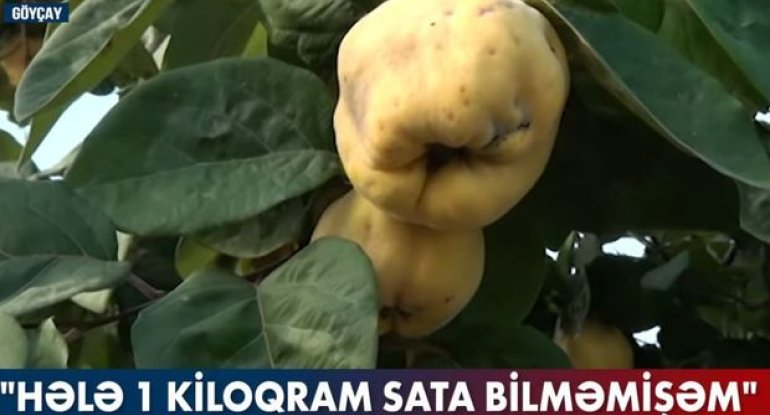 Qiymət ucuz olsa da, tonlarla heyva alıcısız qalıb - VİDEO