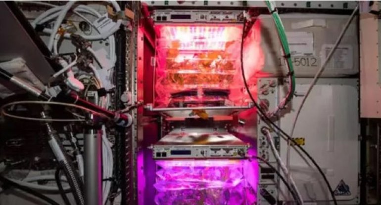 NASA kosmosda məhsul yetişdirib dünyaya gətirir