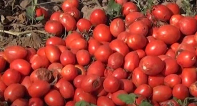 Tonlarla pomidor sahələrdə çürüyür: “Kiloqramını 10 qəpiyə satırıq alan yoxdur” - VİDEO