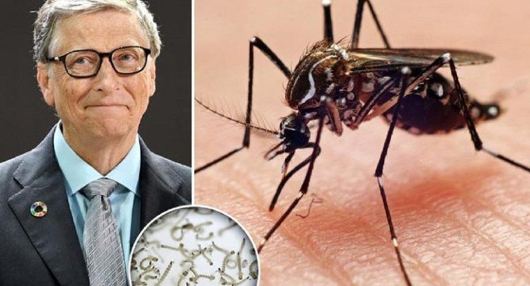 Bill Qeyts epidemiya yayan agcaqanadlar yetişdirir?