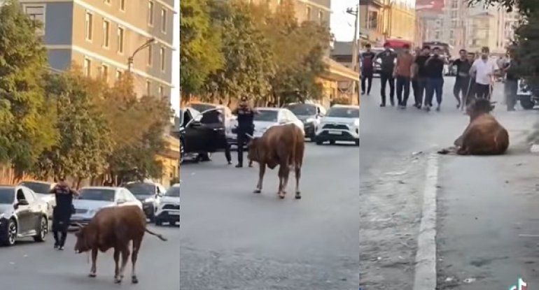 Polisin dananı güllələmə anı - VİDEO
