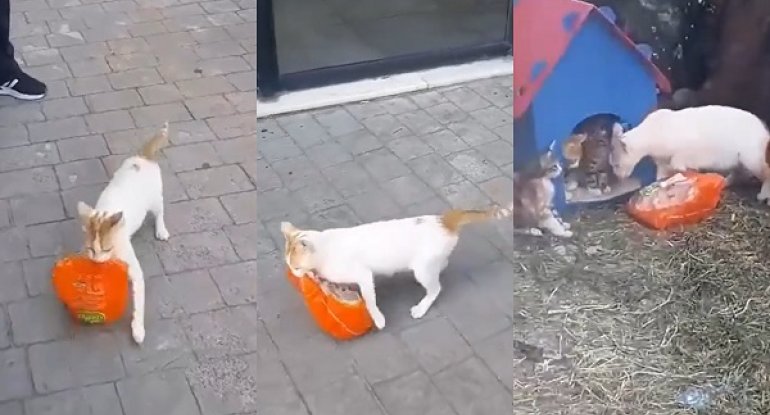 Balaları üçün toyuq oğurlayan pişik gündəm oldu - VİDEO
