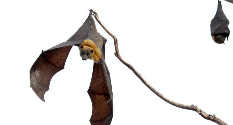 Nipah virusu oyanır – Hindistanda alovlanma