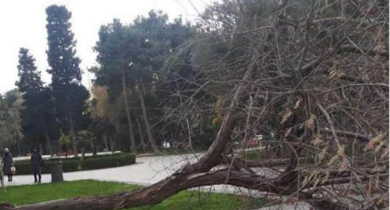 Güclü külək nəticəsində Bakıda 13 ağac sınıb