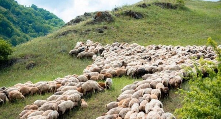 Azərbaycan erməni qoyunları geri qaytardı