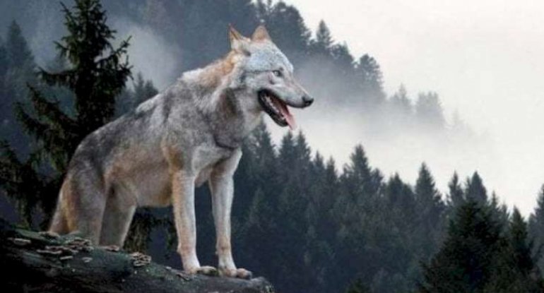 Sumqayıt sakinini 8 canavar parçaladı - FOTO