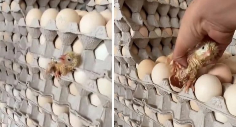 Satış üçün hazırlanan yumurtadan cücə çıxdı - VİDEO