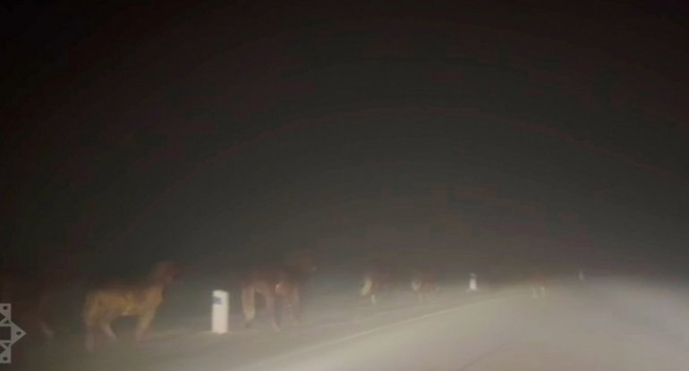 Şuşa-Laçın yolunda vəhşi atlar görüntüləndi - VİDEO