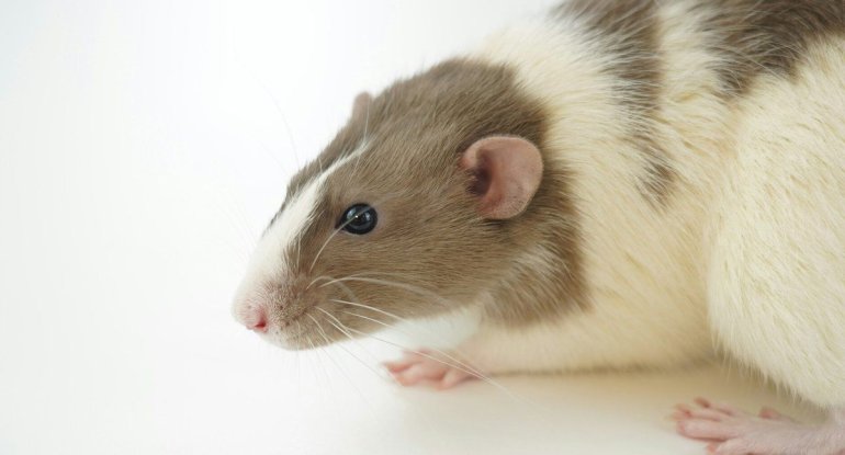 Dünyada yayılan Siçan Hepatitindənxa0necə qorunmalı?