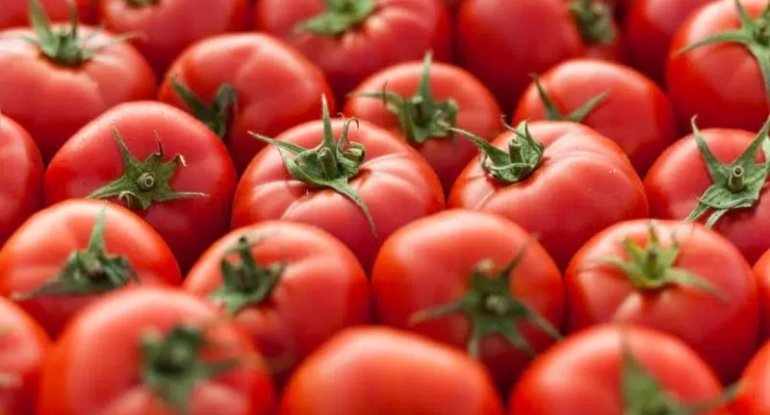 Pomidorun faydaları və zərərləri
