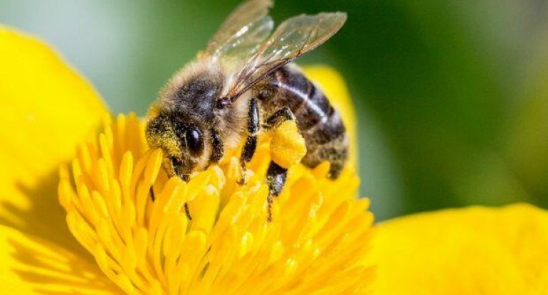 Fransada arılar yox olur