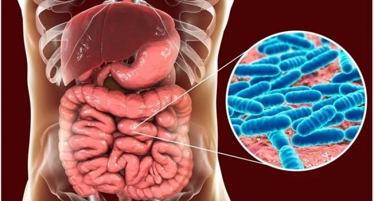 Bağırsaqlarımızdakı bakteriyalar nə üçün vacibdir? - XƏBƏRDARLIQ