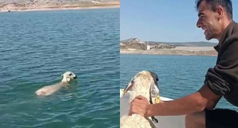 Türkiyədə maraqlı hadisə: Balıqçı toruna qoyun düşdü