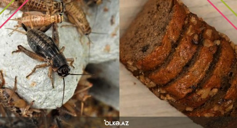 Azərbaycanda da böcək unu... - AÇIQLAMA