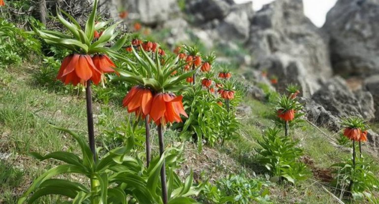 Bu çiçəyi qoparanlar 11 min manat cərimələnir - FOTO