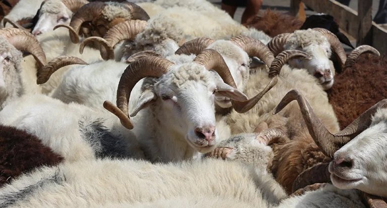Kreditlə qurbanlıq heyvan almaq olarmı? - AÇIQLAMA / VİDEO