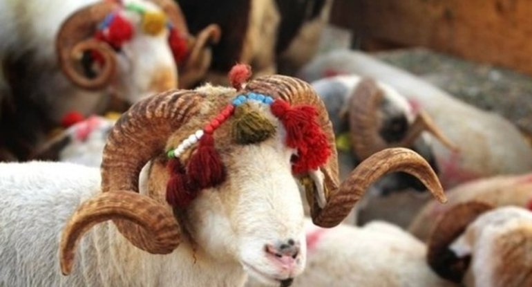 Bu müğənnilər qurban kəsməyəcək - AÇIQLAMA