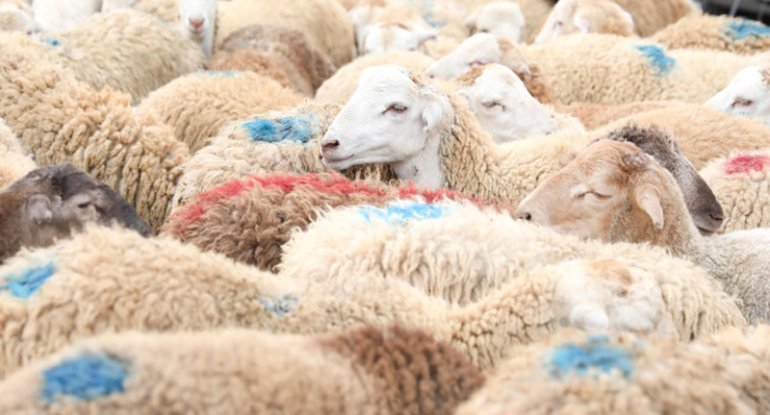 Qurbanlıq heyvan kəsməyib onun dəyərində pul yardımı etmək olar? - AÇIQLAMA