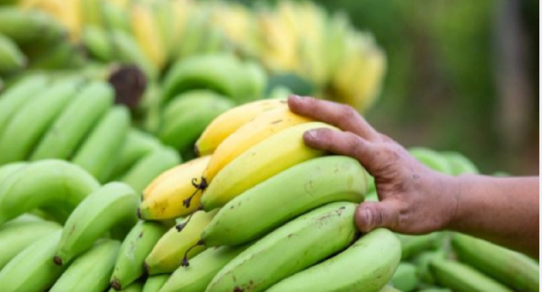 Yaşıl banan xərçəngə yoluxmanın qarşısını alır