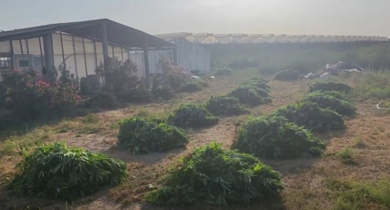Pomidor istixanasında 881 kiloqram narkotik vasitə aşkarlandı