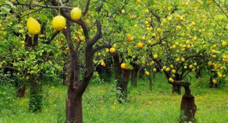 Bütün piştaxtalarda satışa çıxdı: Cəmi 50 qəpiklik möcüzə!