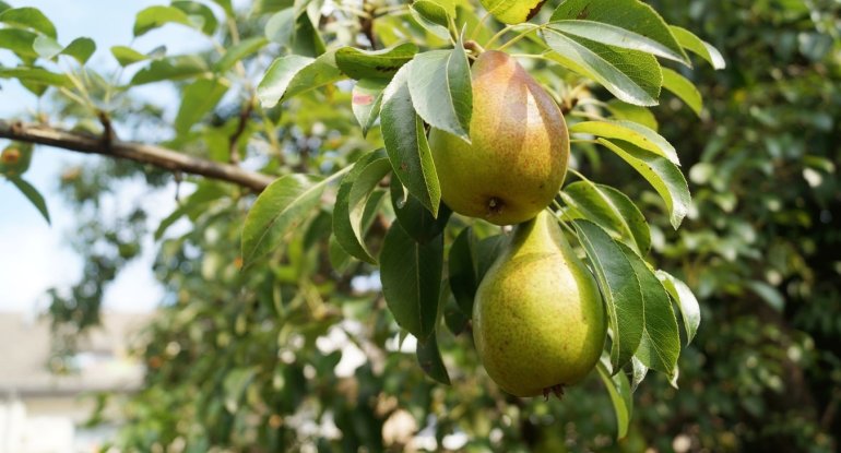 Qaraciyəri araqdan qoruyan meyvə tapıldı