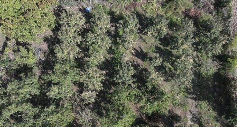 Bərəkətsiz torpaqlarda belə bitir &ndash; Hər ağacdan 25 kilo məhsul alınır
