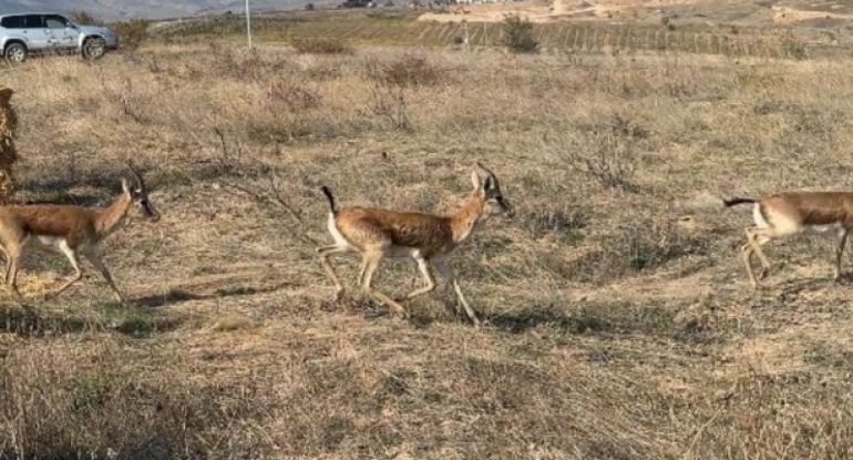 Cəbrayıla yeddi baş ceyran buraxılıb