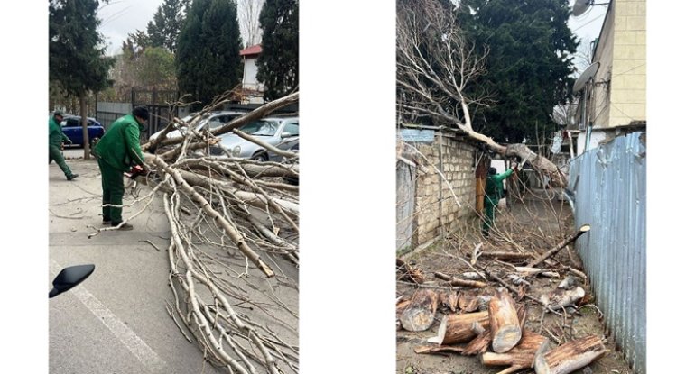 Güclü külək Bakıda ağacları sındırdı - FOTO